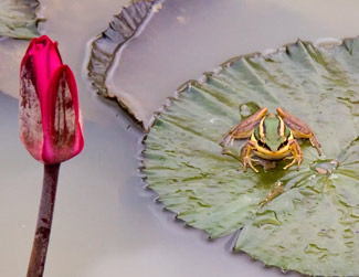 Frog on Lilypad - Borneo
